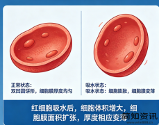 哺乳动物红细胞吸水后细胞膜会变厚吗？